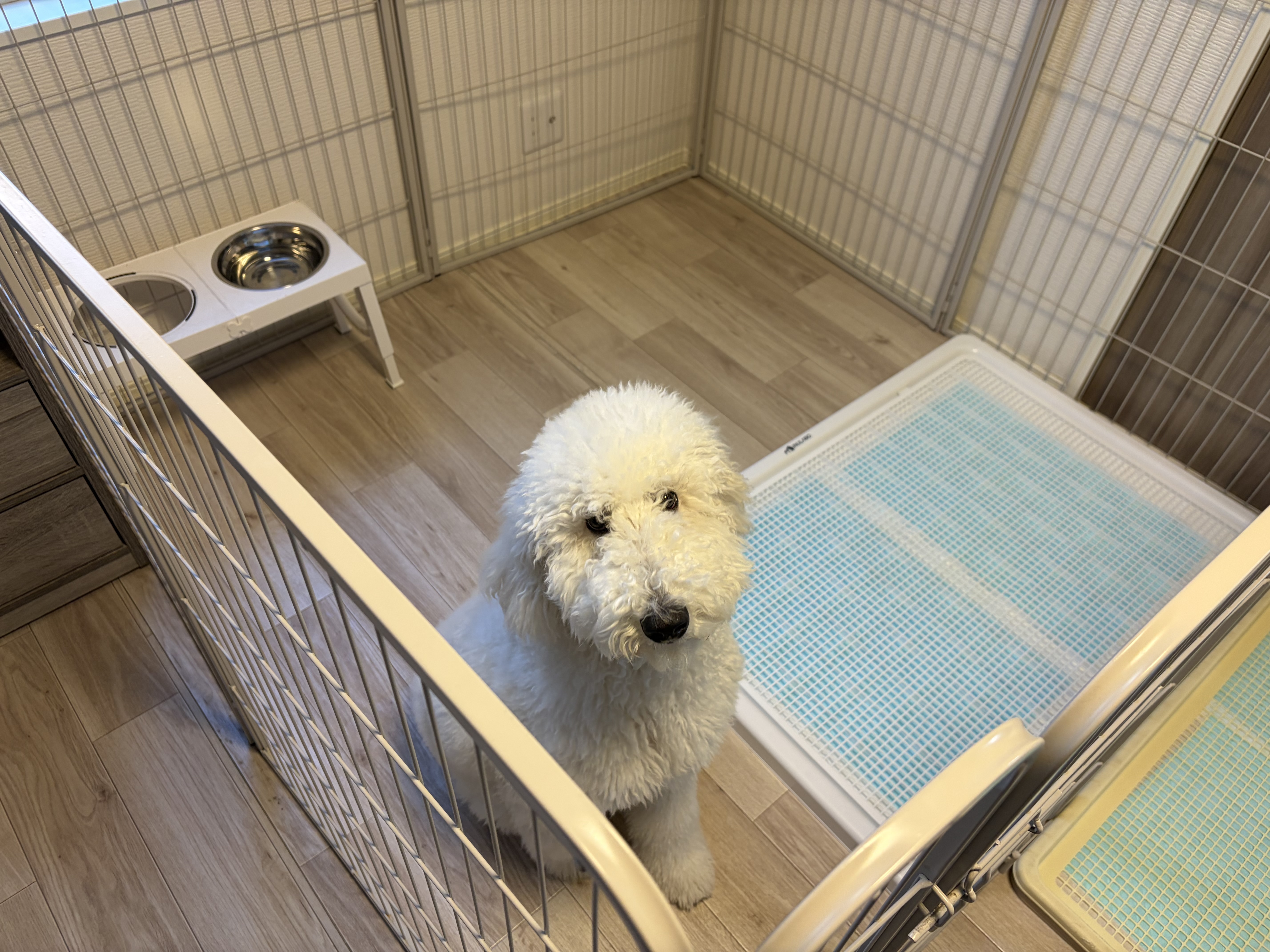 犬ラボ高床式トイレトレーを使うゆき