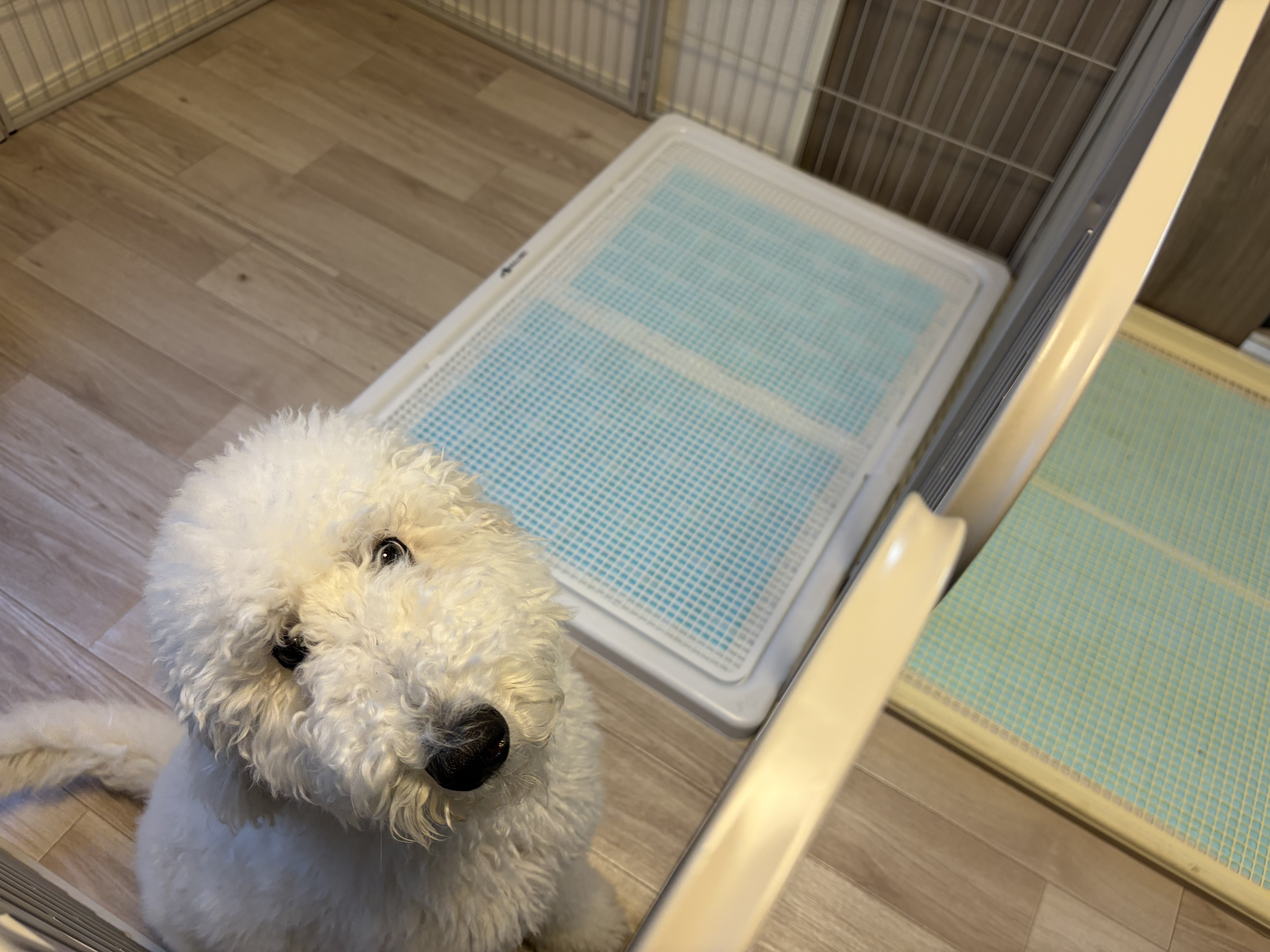 ゆきとINULABOトイレトレー