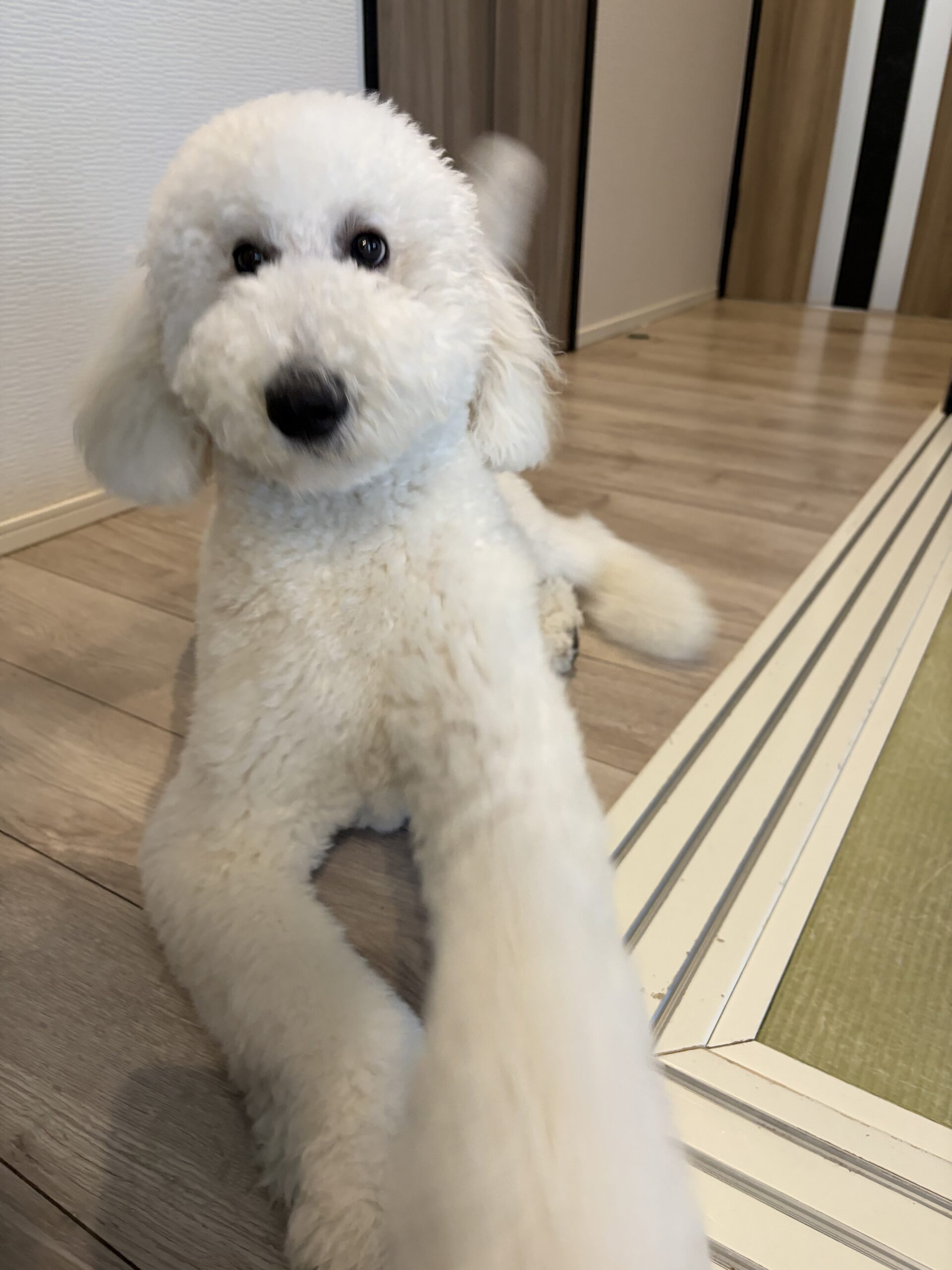 生後8ヶ月のゆき